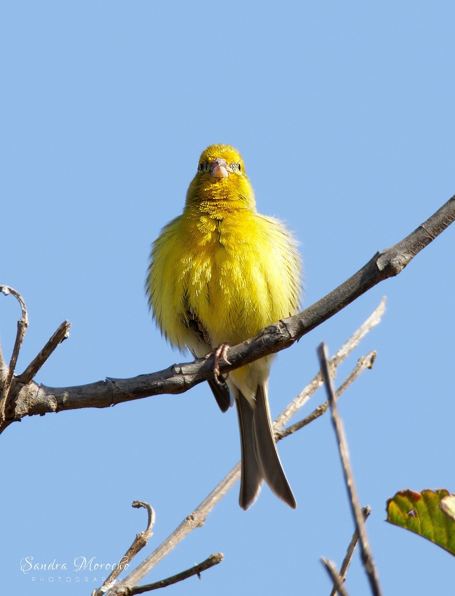 Island Canary - Sandra Morocho