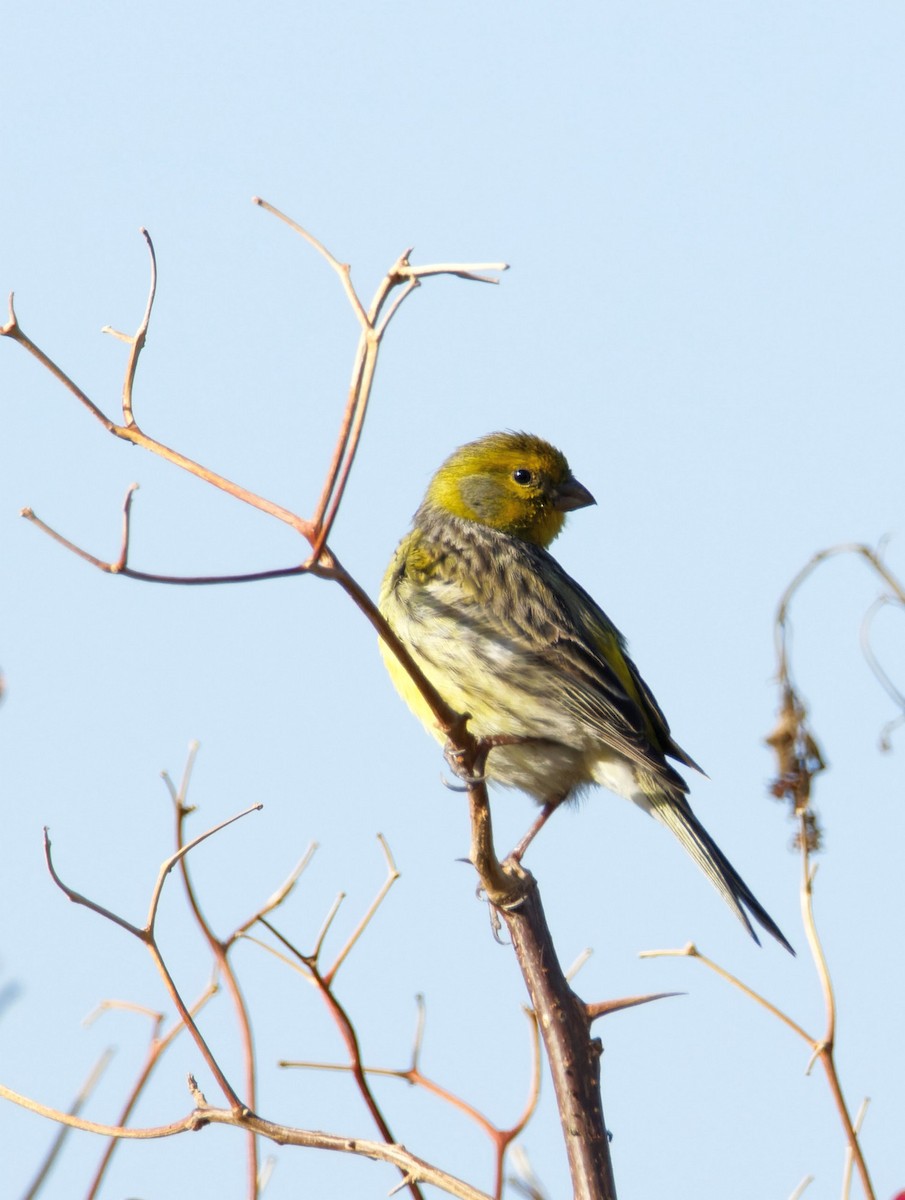 Island Canary - Sandra Morocho