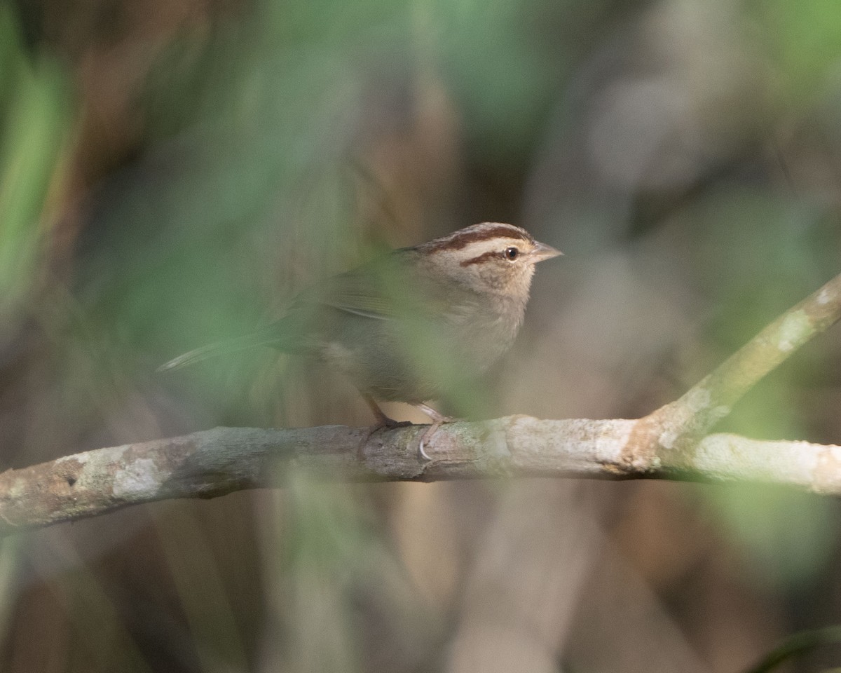 Olive Sparrow - Anthony Kaduck