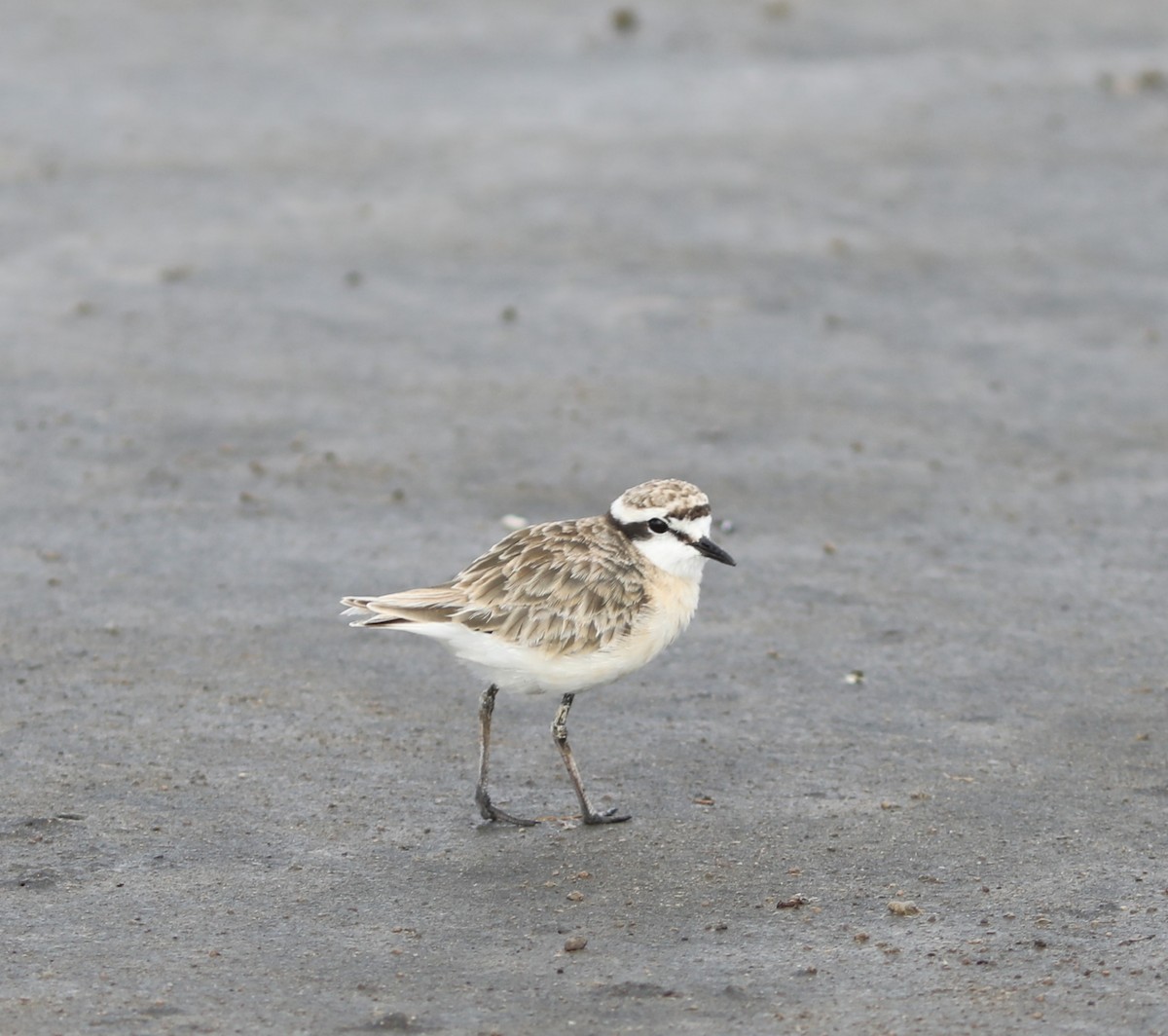 Kittlitz's Plover - Rohan van Twest