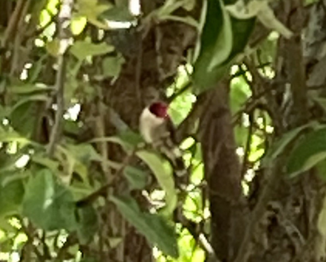 Red-headed Woodpecker - ML618085729