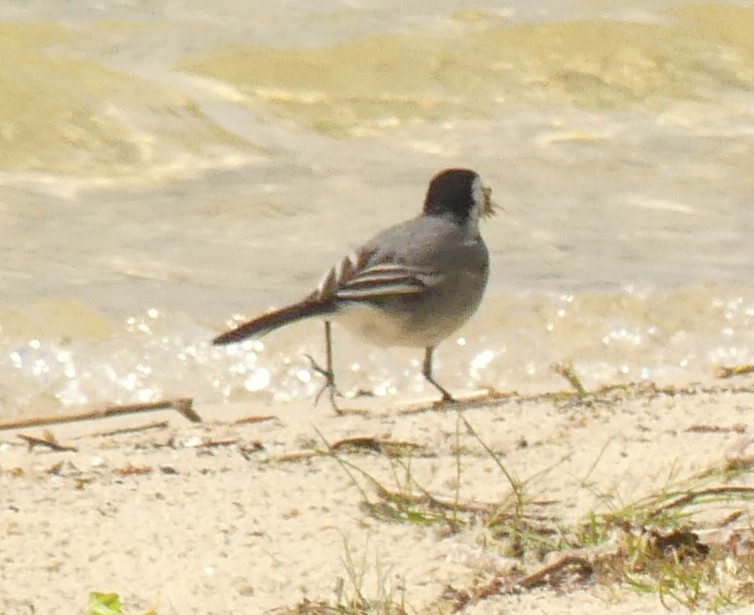 White Wagtail - Christophe Buidin