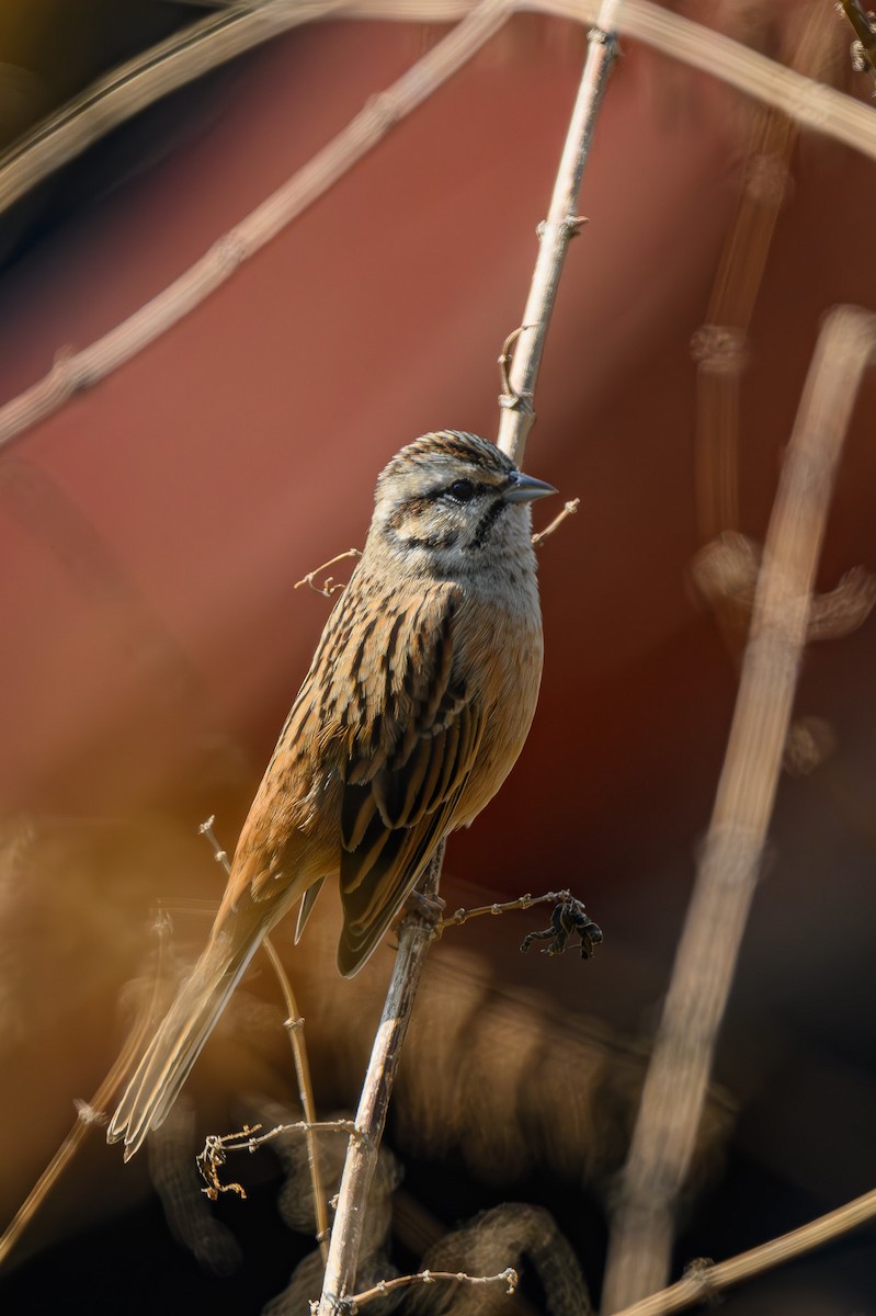 Rock Bunting - Sudhir Paul