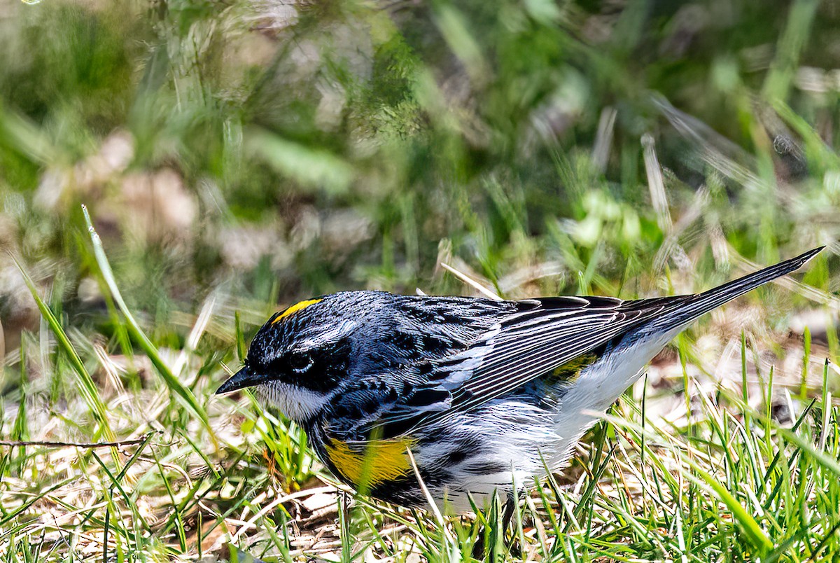 lesňáček žlutoskvrnný (ssp. coronata) - ML618085773