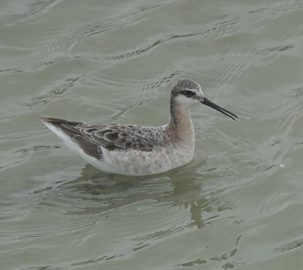 Wilson's Phalarope - Howard Laidlaw