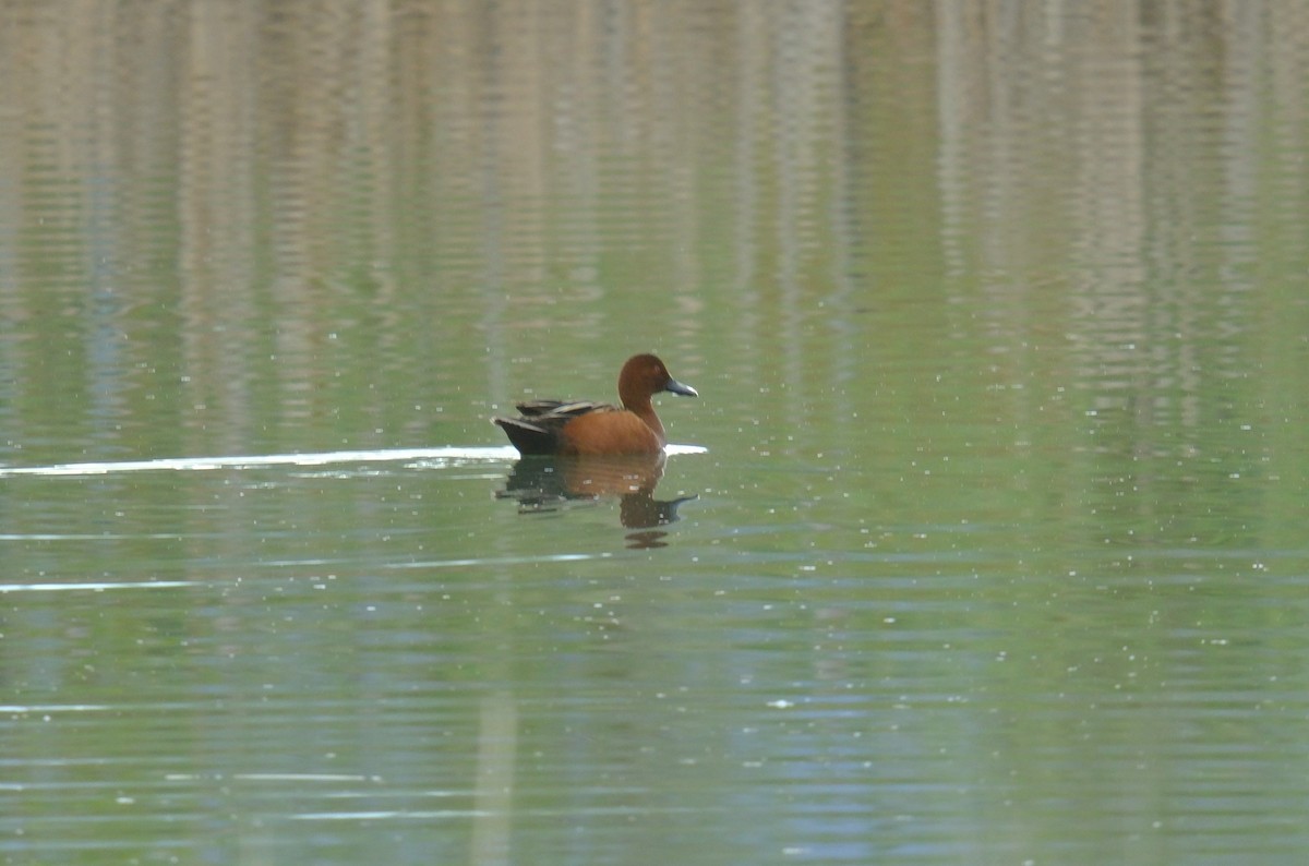 Cinnamon Teal - Klaus Bielefeldt