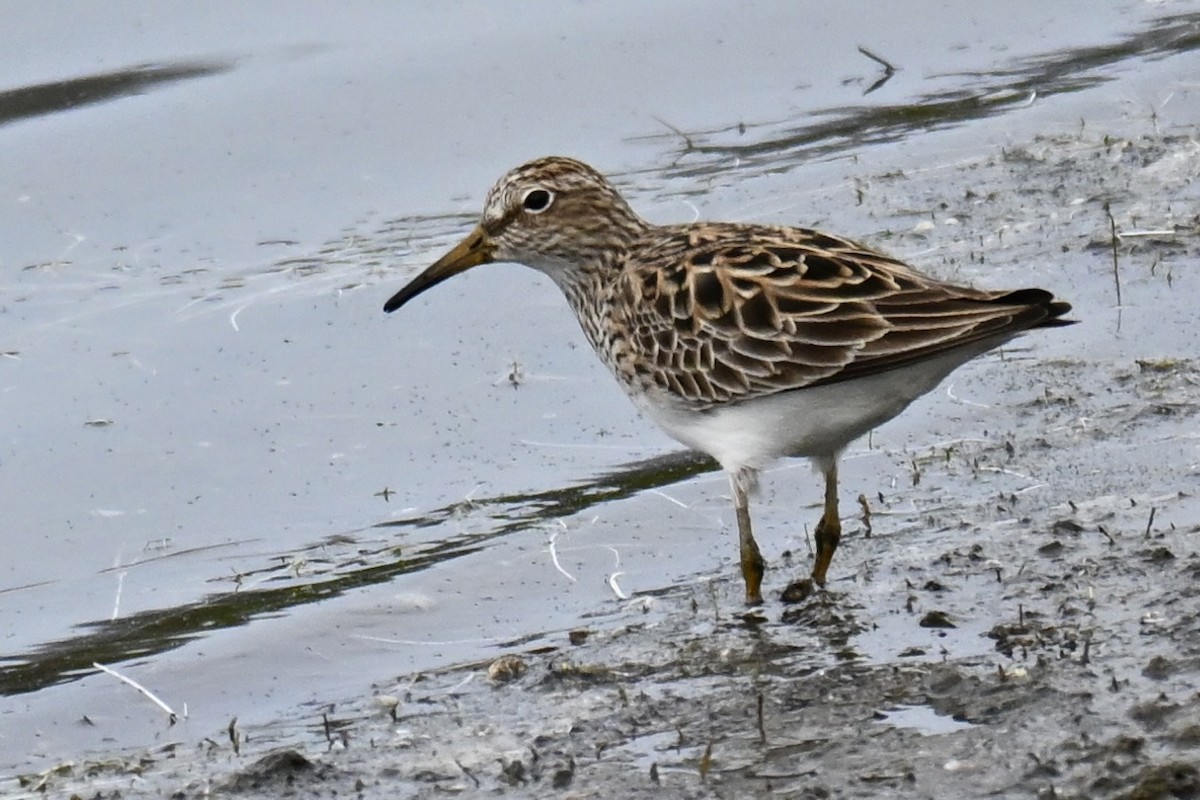 Bécasseau à poitrine cendrée - ML618085813