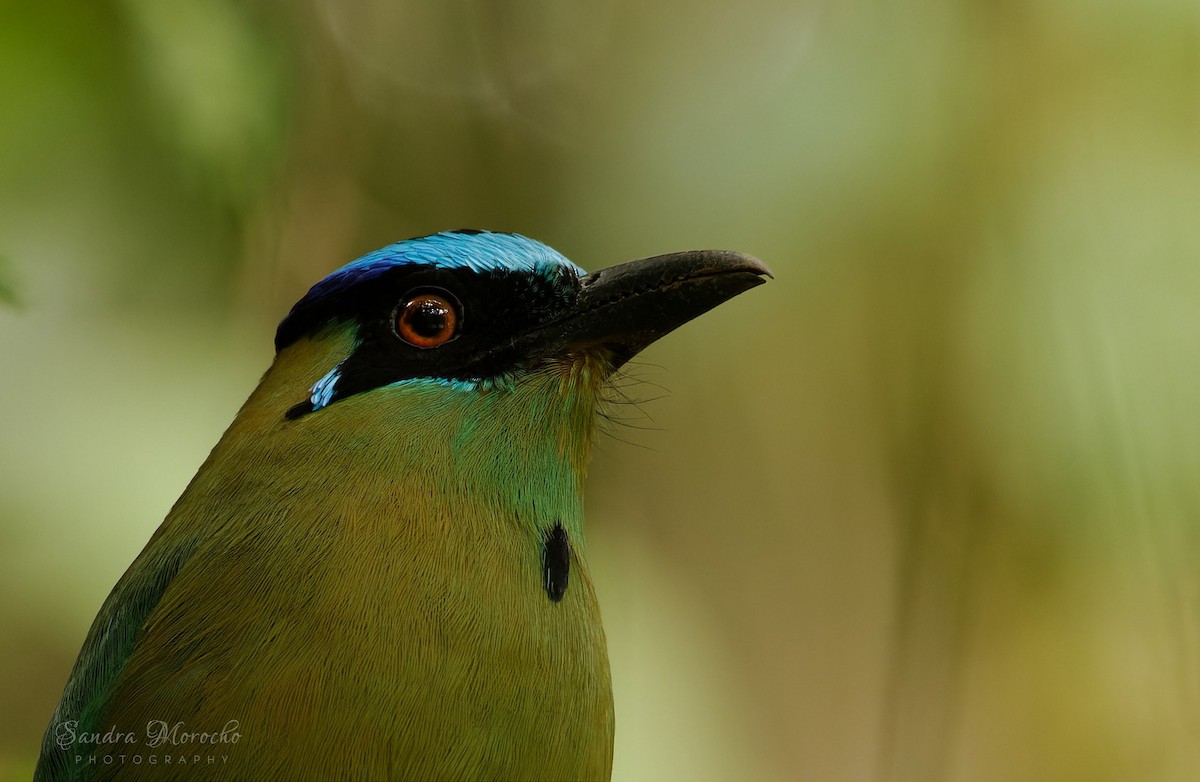 Andean Motmot - ML618085815