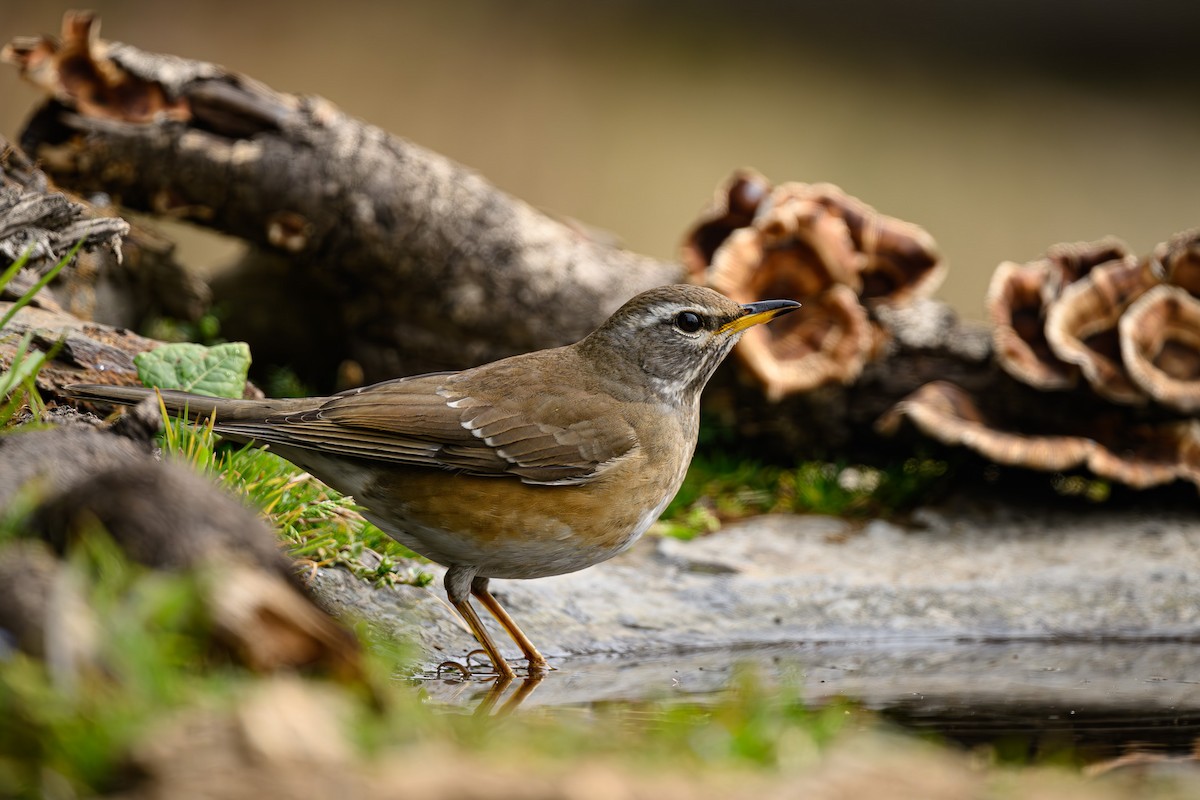 Eyebrowed Thrush - Sudhir Paul