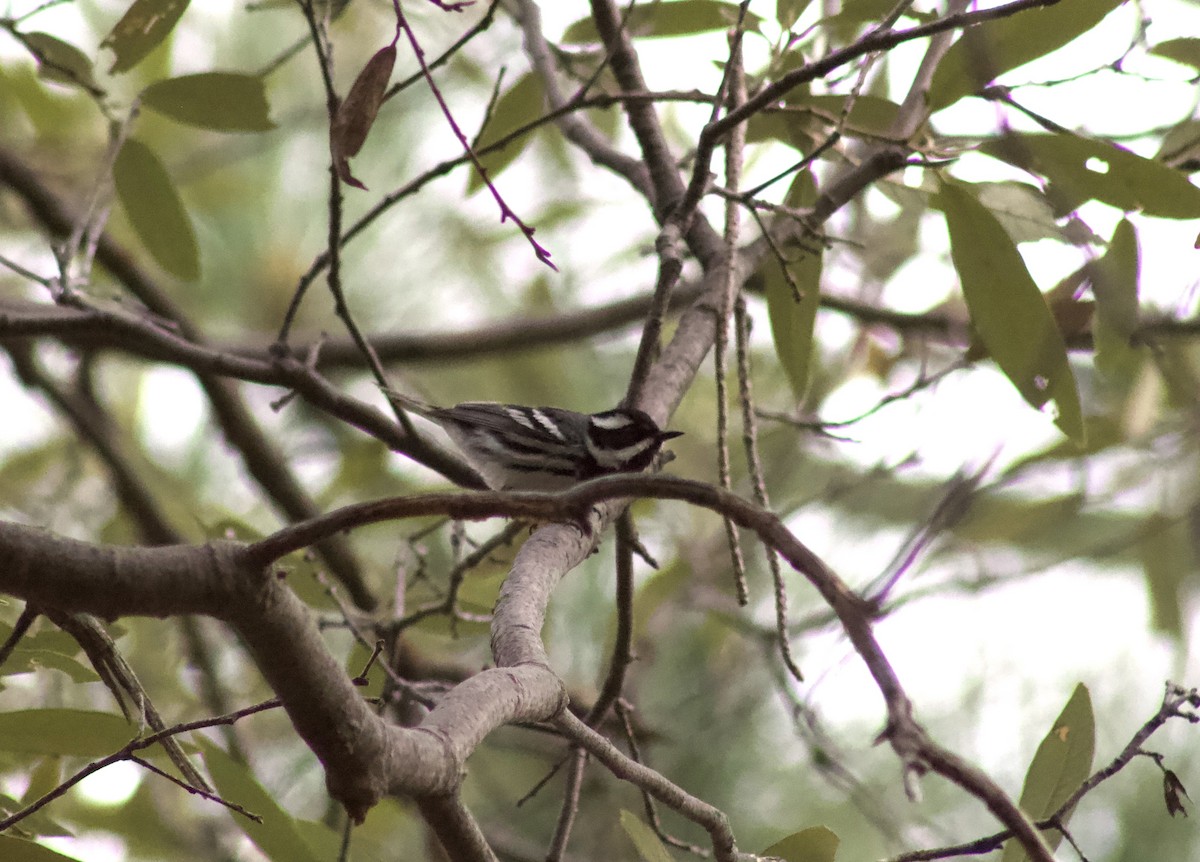 Black-throated Gray Warbler - ML618085832