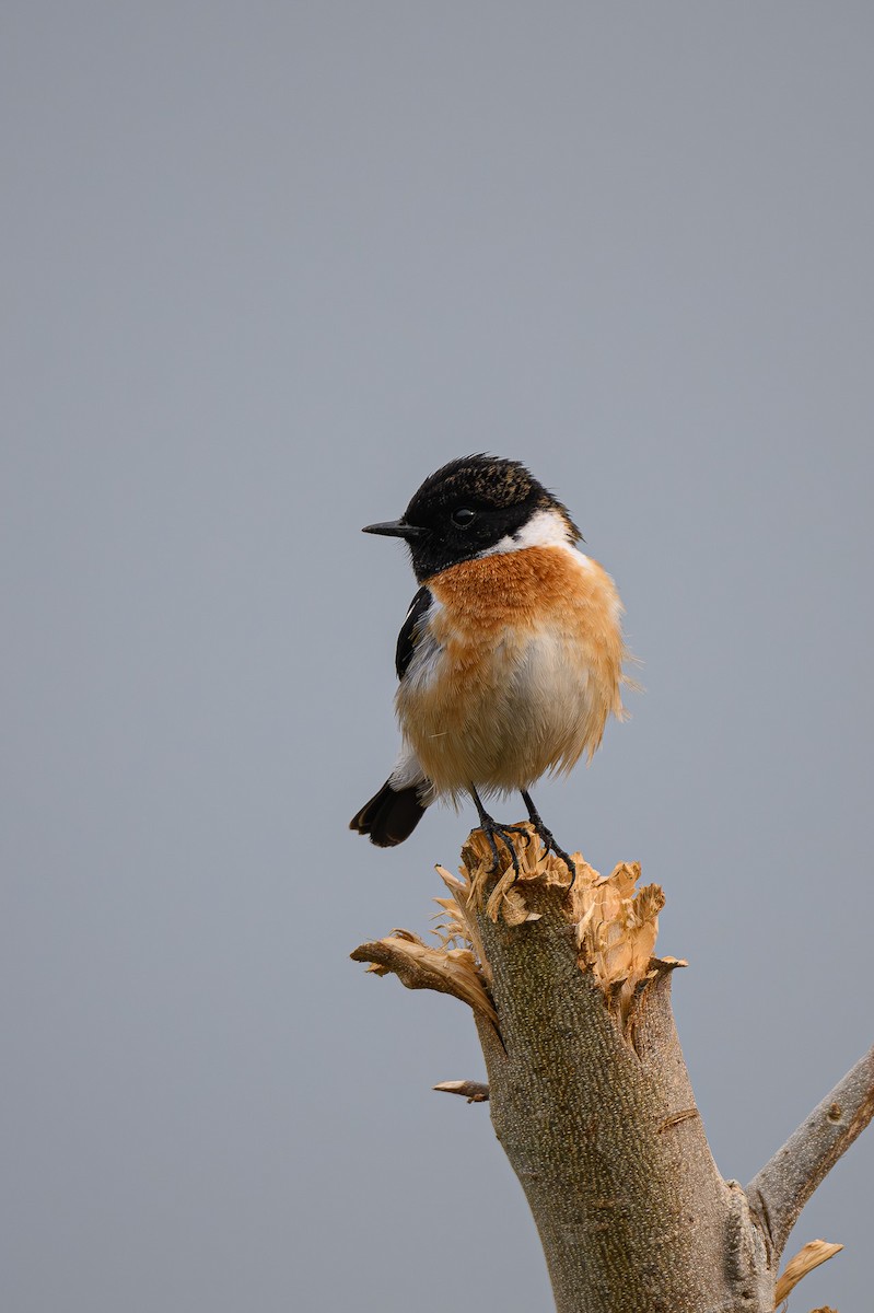 Siberian Stonechat - ML618085851