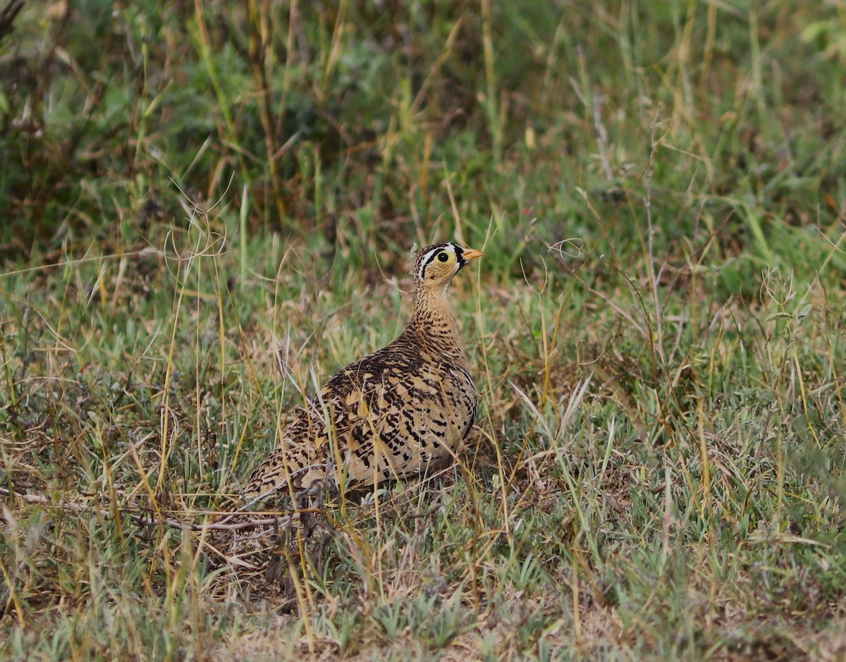 Black-faced Sandgrouse - ML618085856