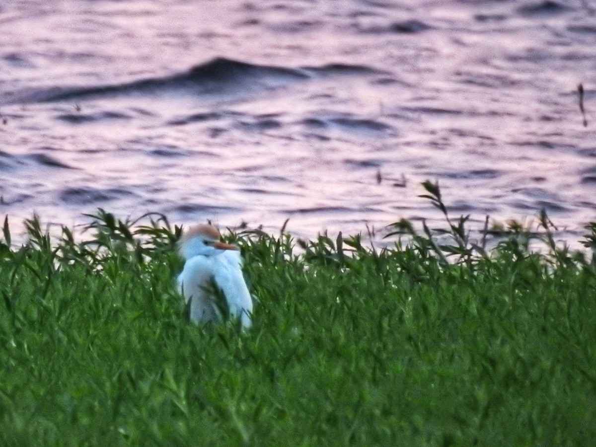 Western Cattle Egret - Roger Massey