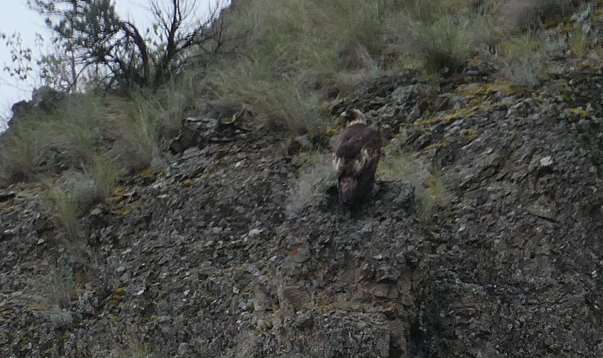 Golden Eagle - Cyndi Smith