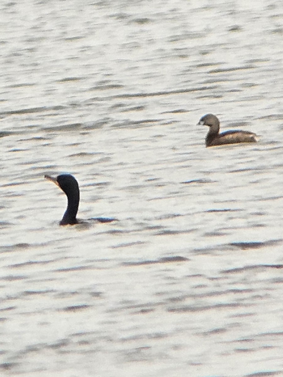 Double-crested Cormorant - Chase Kammerer