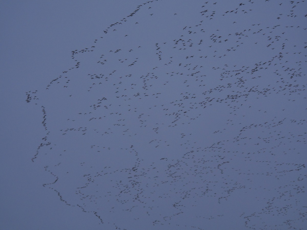 Pink-footed Goose - ML618085898