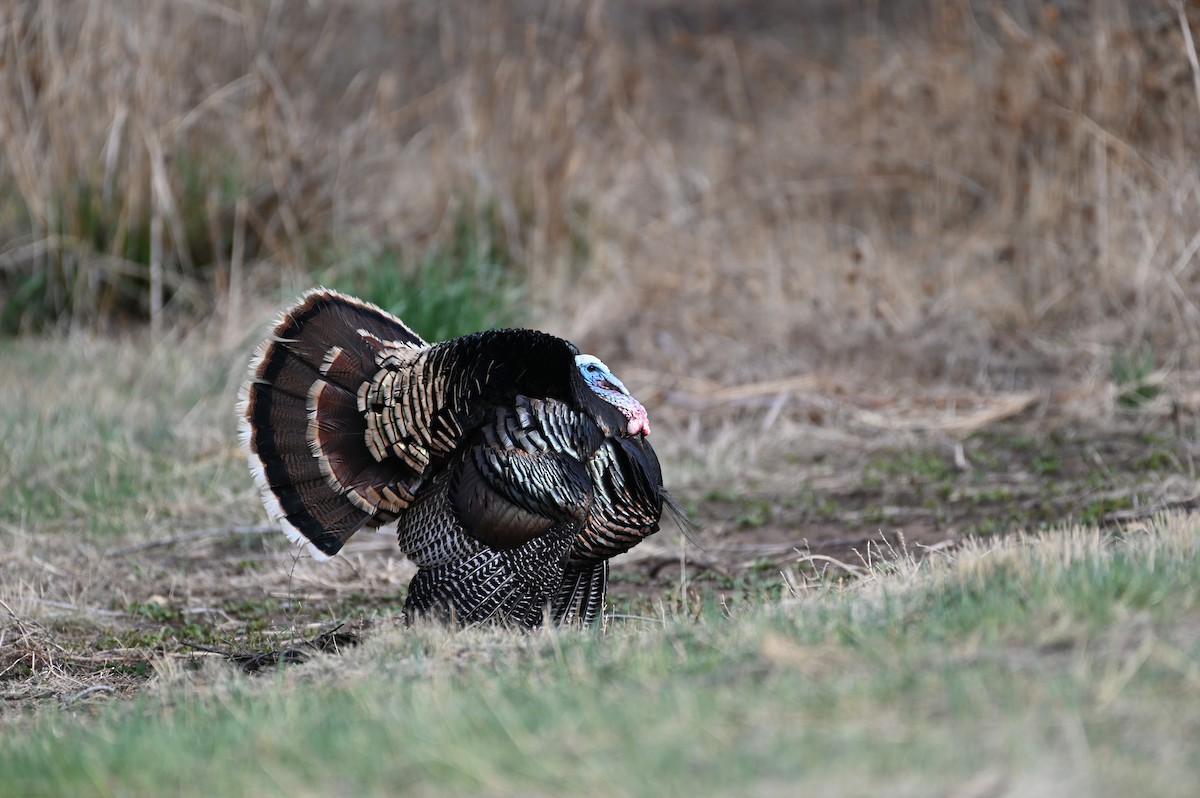 Wild Turkey - Brendan Beers