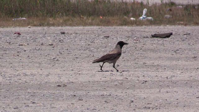 Hooded Crow - ML618085920