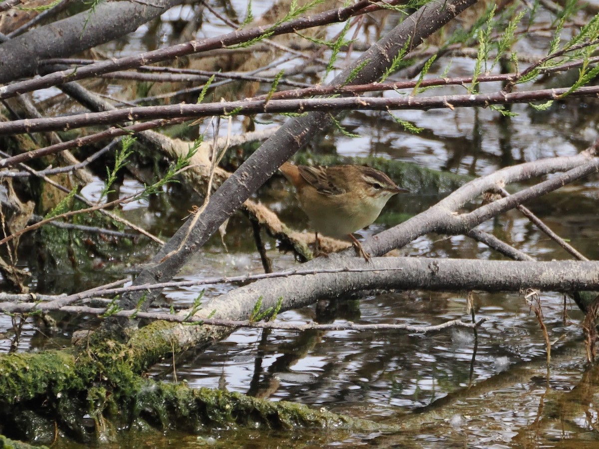 Sedge Warbler - Juan Carlos Gallardo  Miana