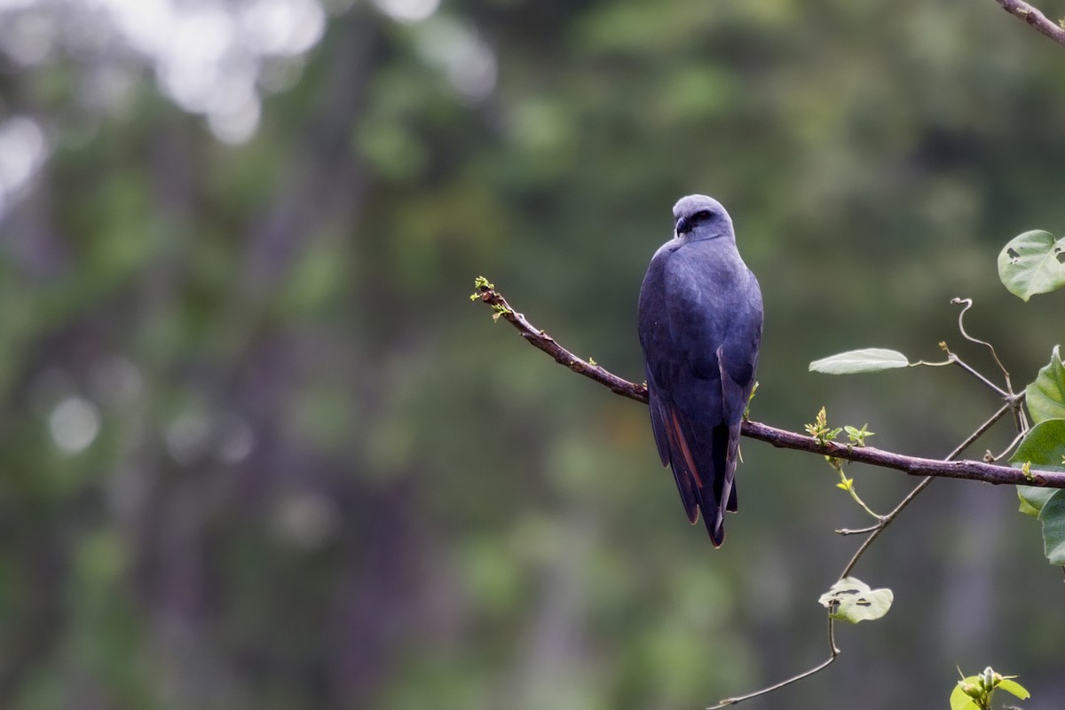 Plumbeous Kite - javier  mesa