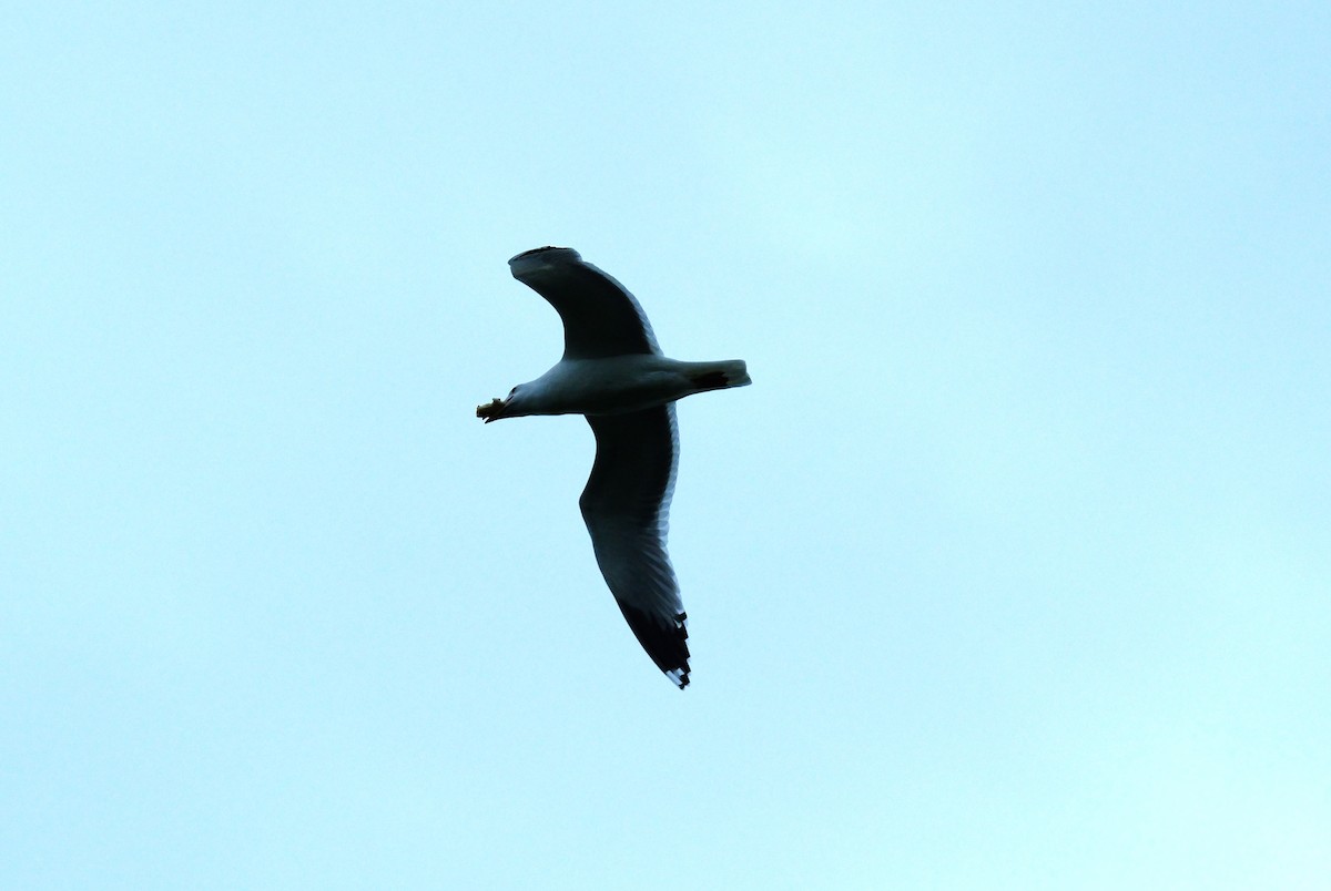 Gaviota Californiana - ML618085939