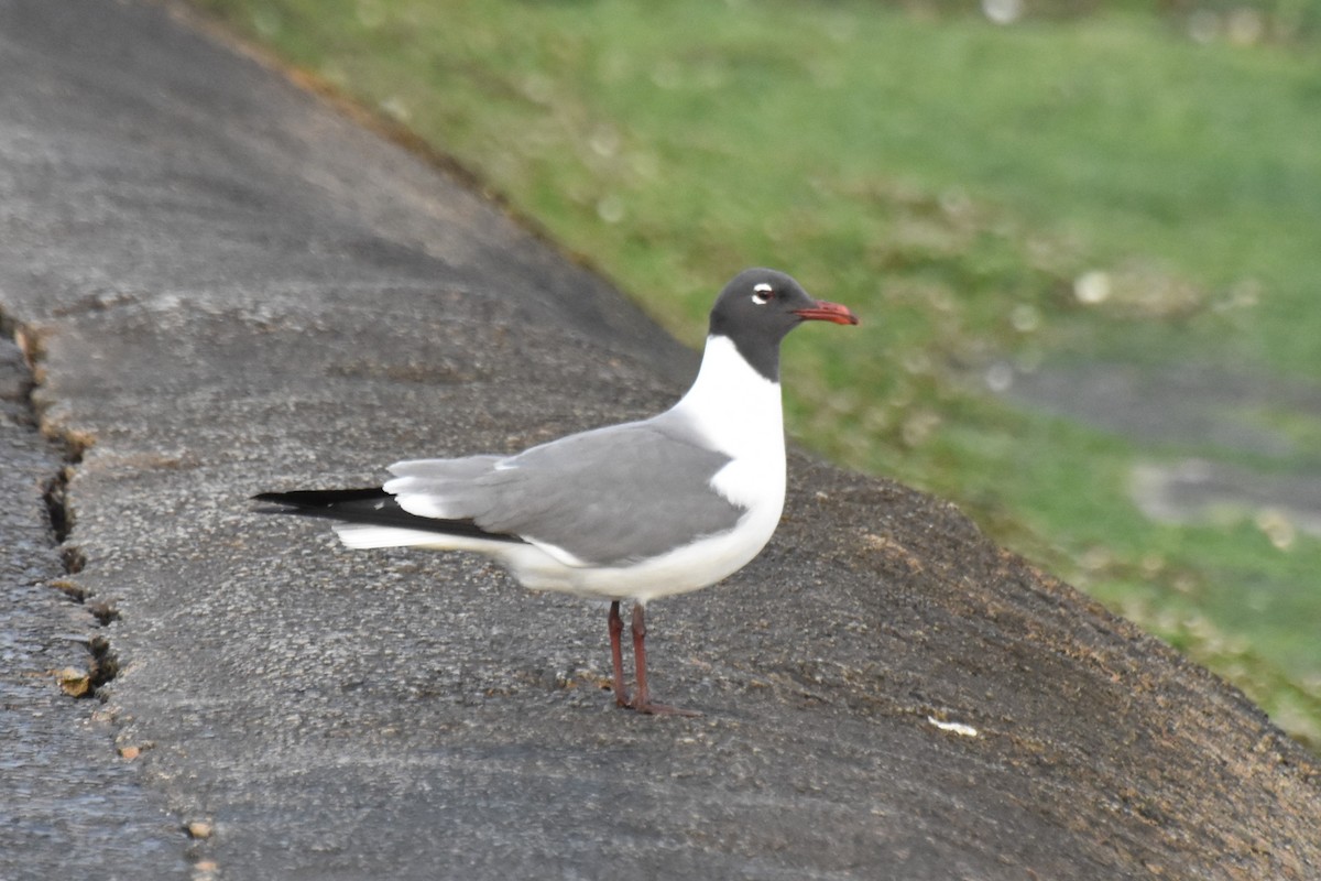 Laughing Gull - James Thompson