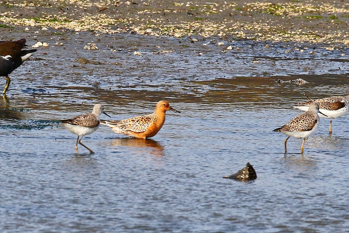 Red Knot - ML618085996