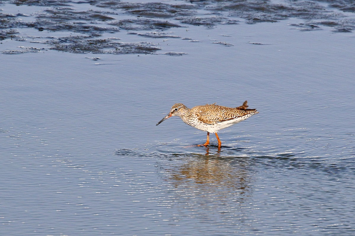 Common Redshank - ML618086001