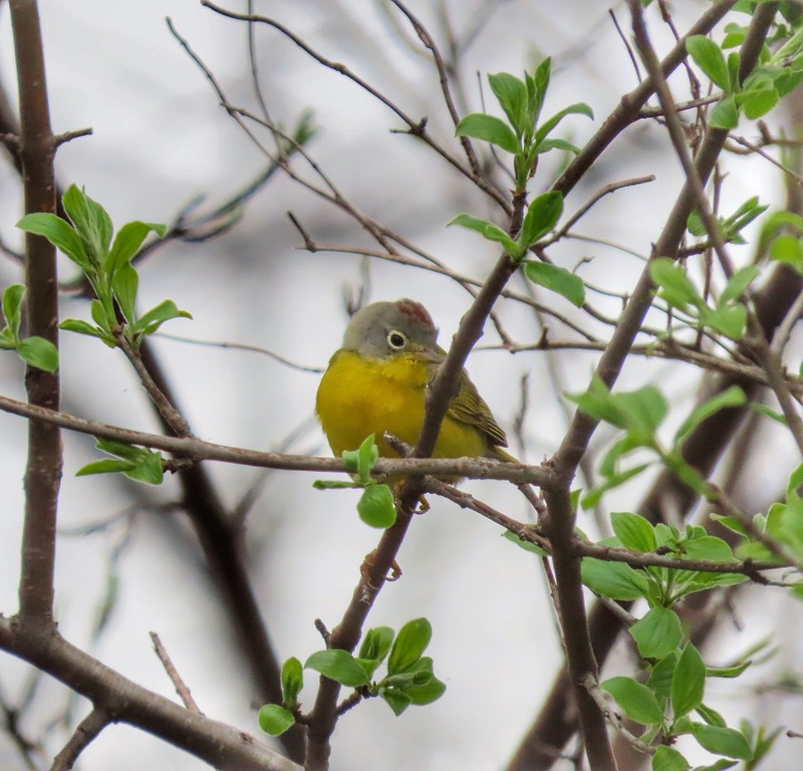 Nashville Warbler - Kathy Carroll