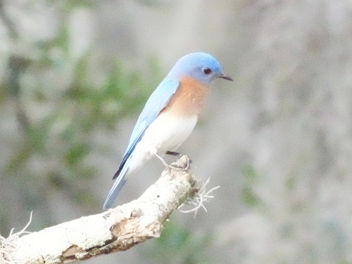 Eastern Bluebird - Tami Reece