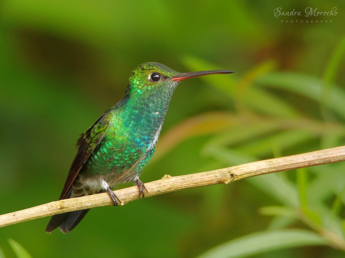 Glittering-throated Emerald - Sandra Morocho