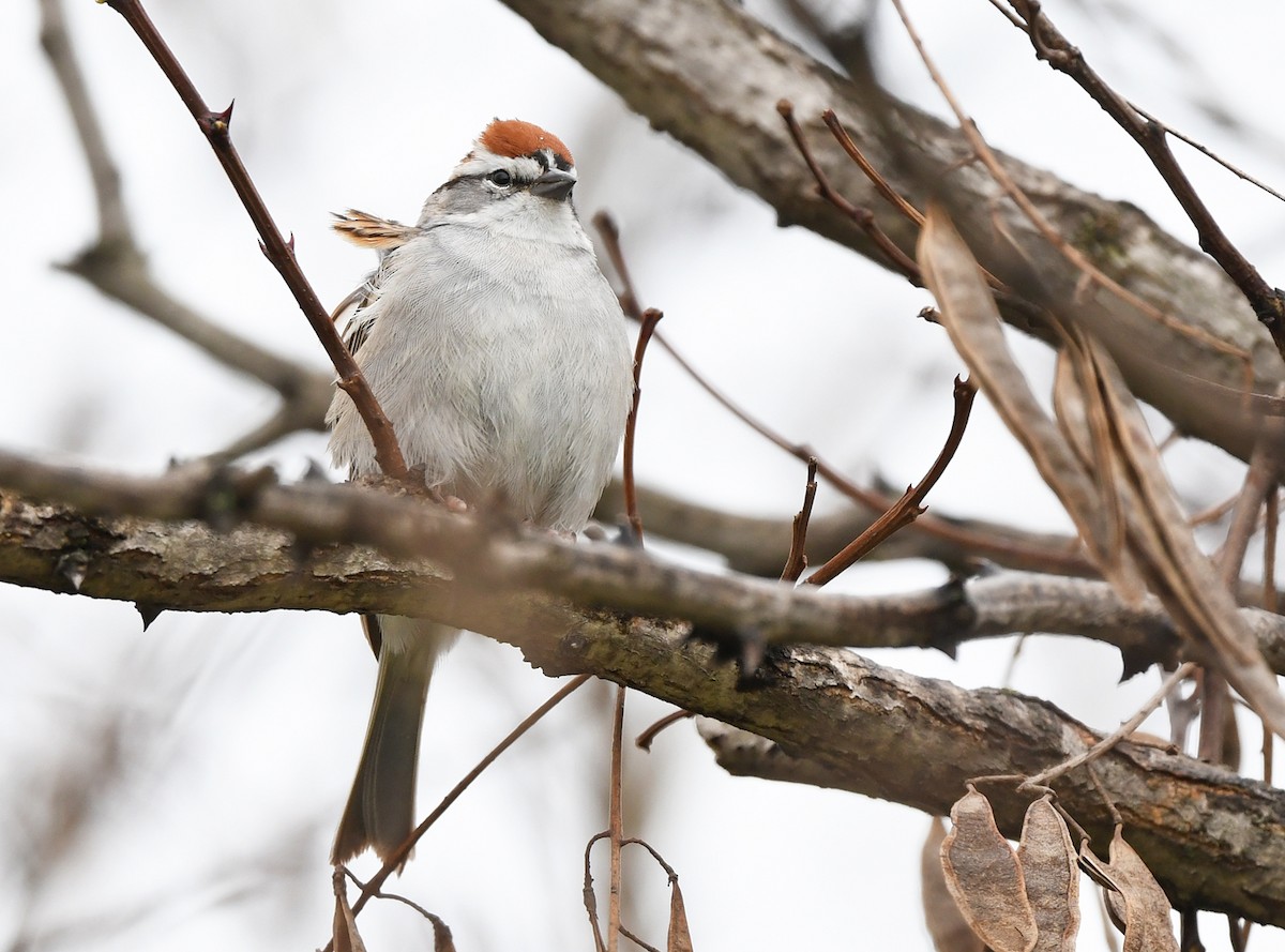 Chipping Sparrow - Joshua Vandermeulen