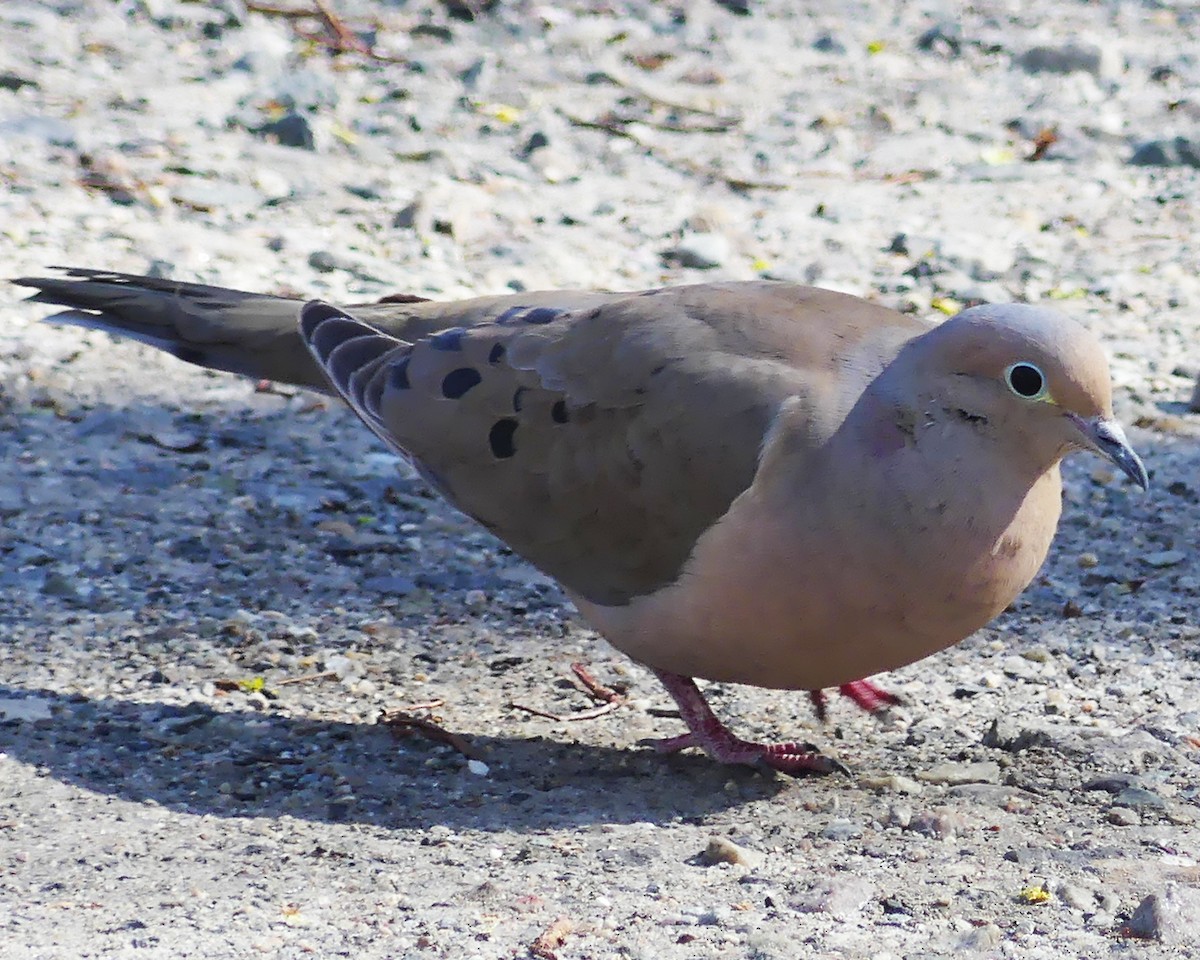 Mourning Dove - ML618086137