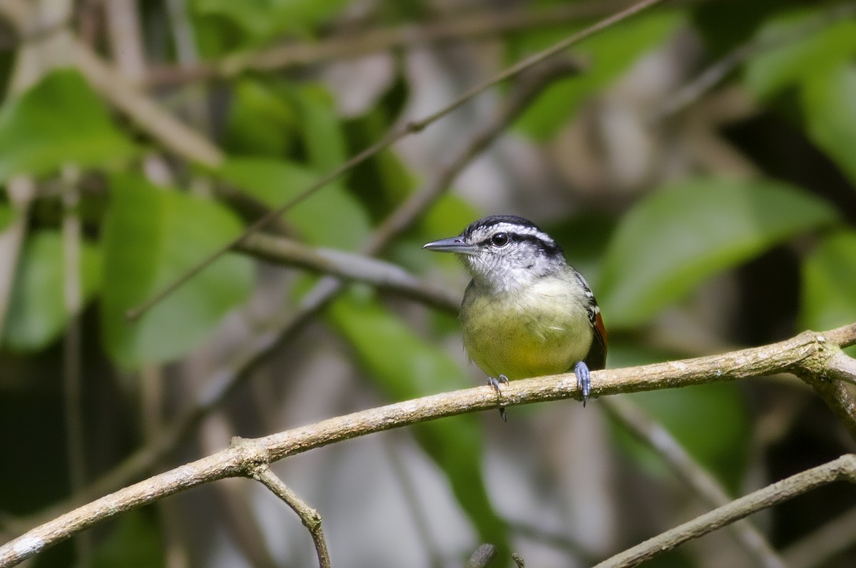 Rusty-winged Antwren - ML618086147