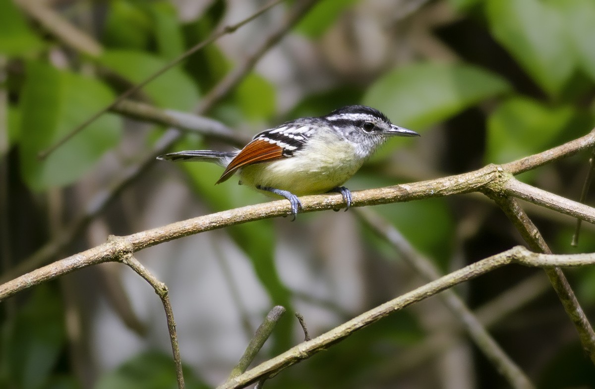 Rusty-winged Antwren - javier  mesa