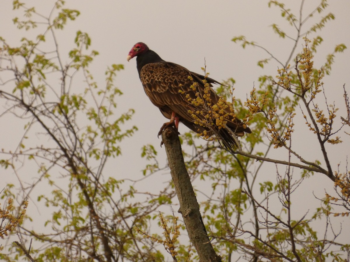 Turkey Vulture - ML618086177