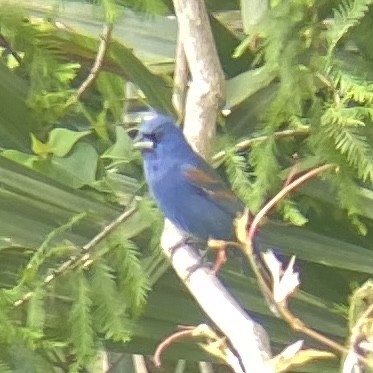 Blue Grosbeak - ML618086192
