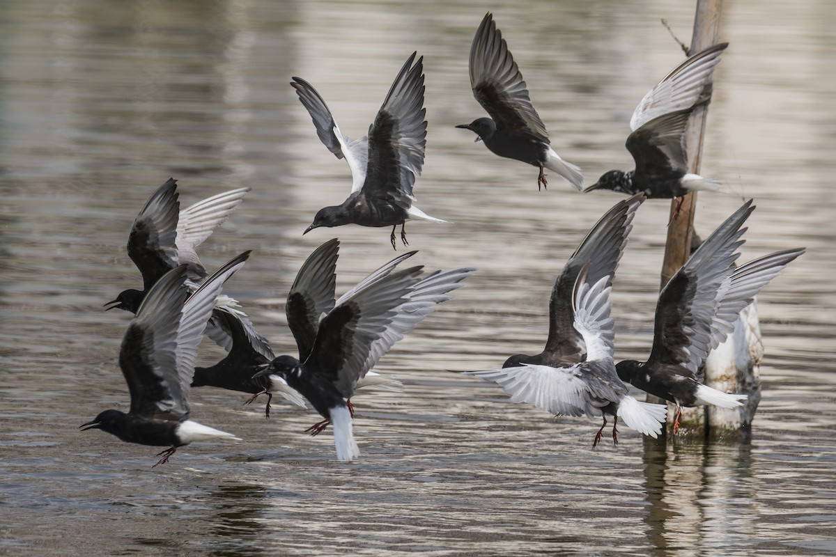 White-winged Tern - Wich’yanan Limparungpatthanakij