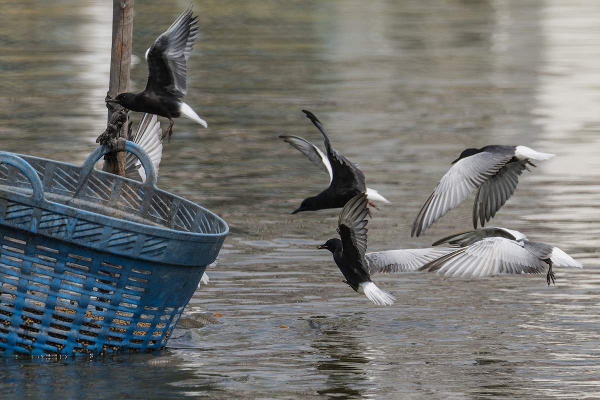 White-winged Tern - Wich’yanan Limparungpatthanakij