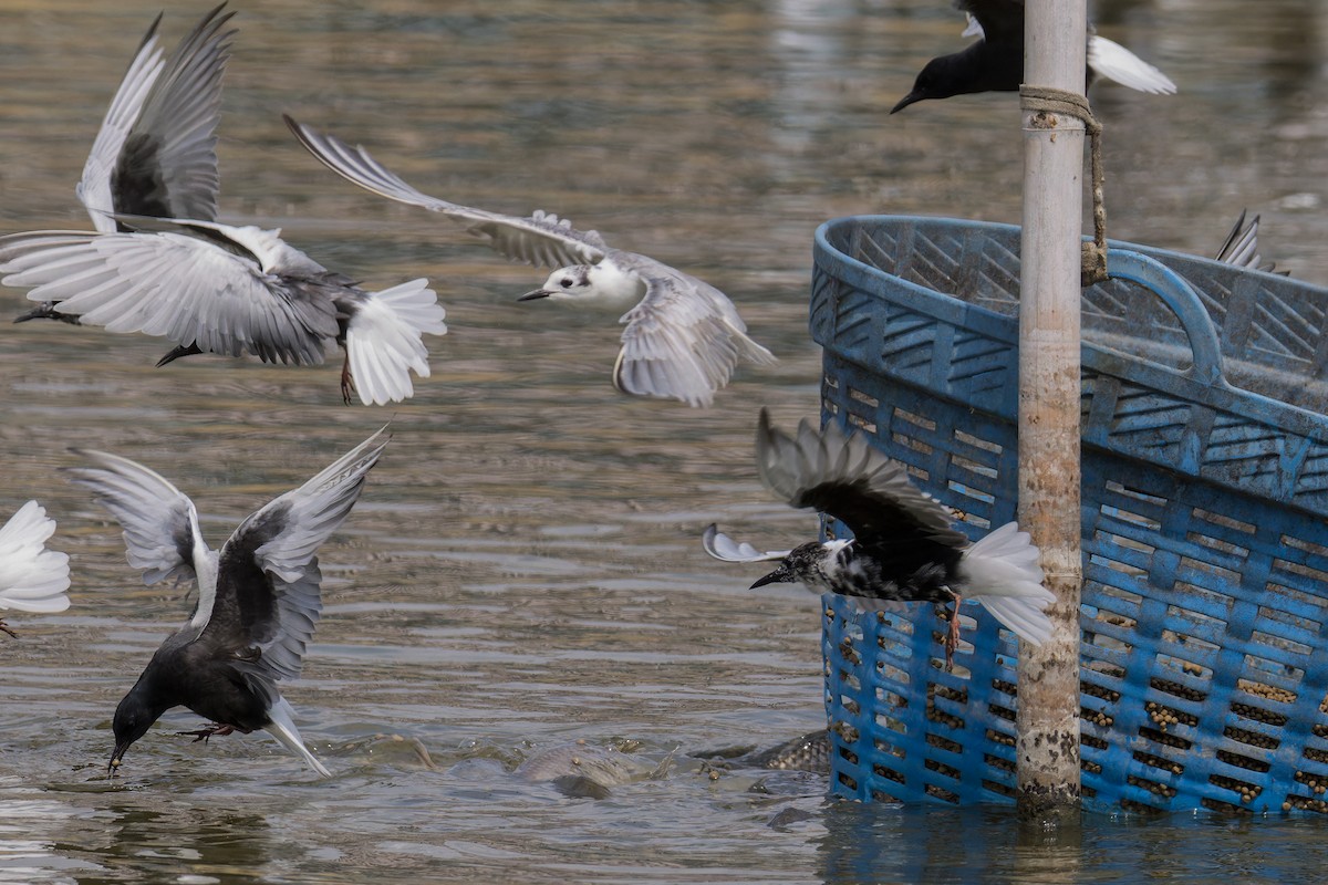 White-winged Tern - ML618086198