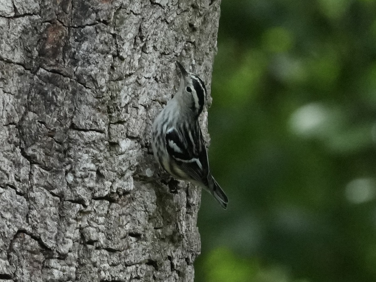 Black-and-white Warbler - ML618086199