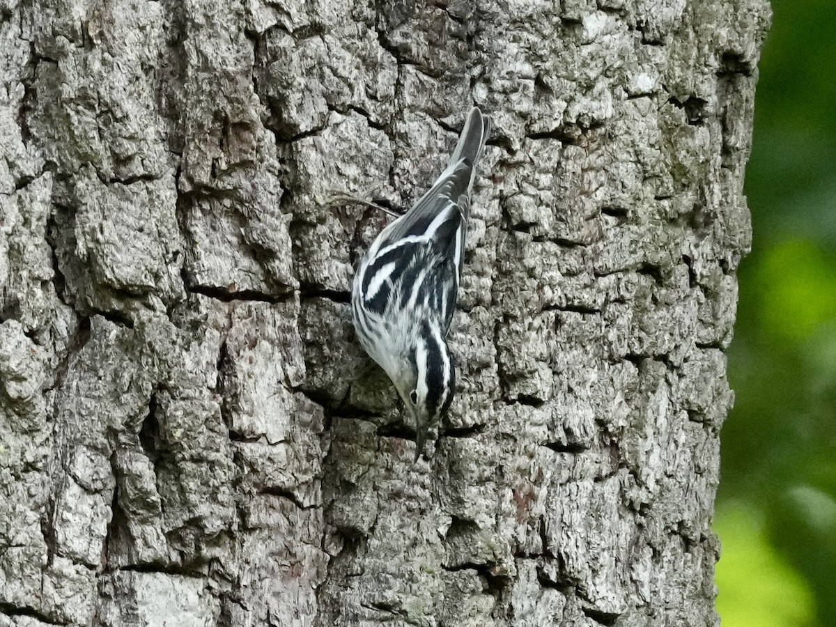 Black-and-white Warbler - ML618086200