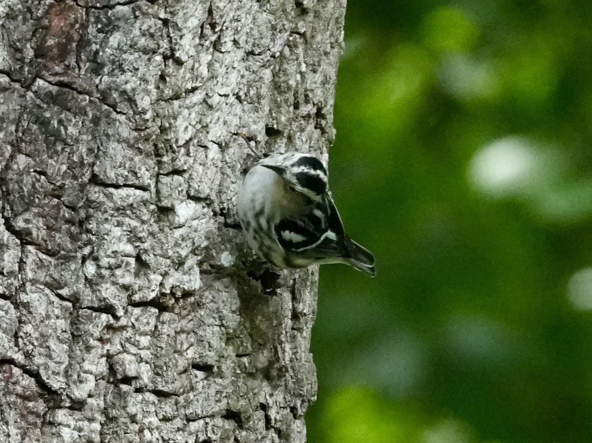 Black-and-white Warbler - ML618086201