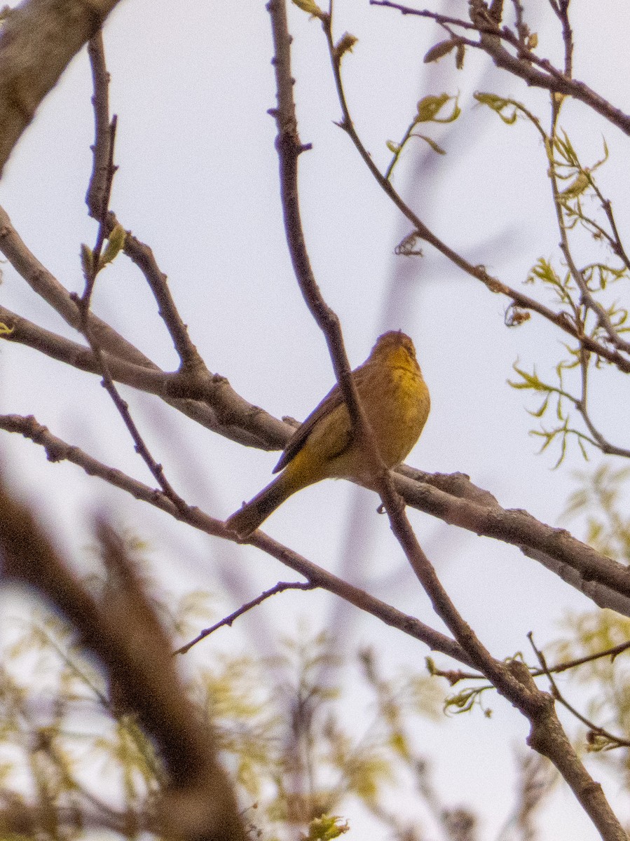 Palm Warbler - ML618086202