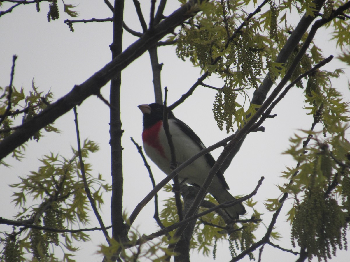 Rose-breasted Grosbeak - ML618086209