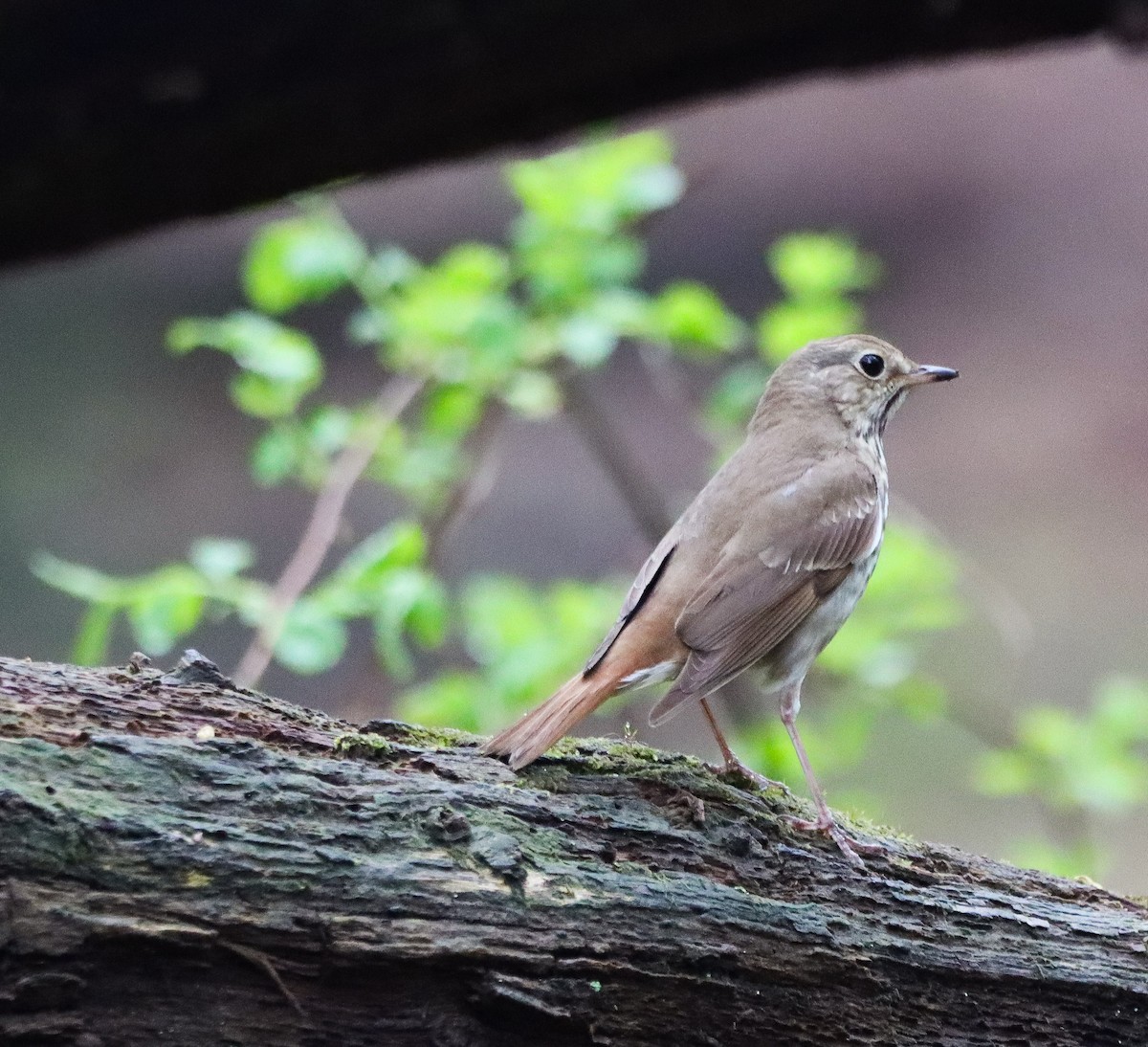 Hermit Thrush - Shelly Kehrle.Sulser