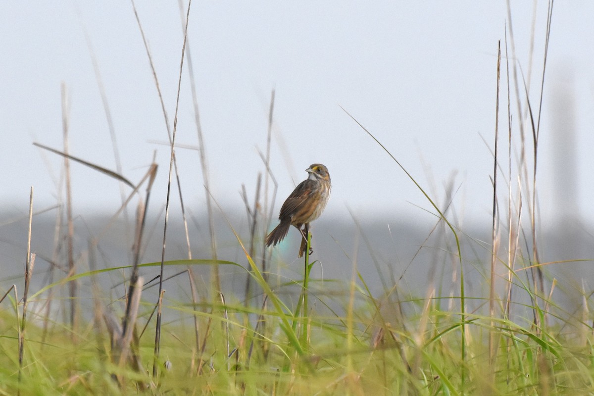 Seaside Sparrow - James Thompson