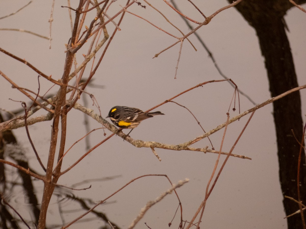 Yellow-rumped Warbler - ML618086268
