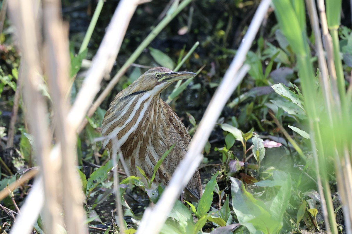 American Bittern - Michael McCloy