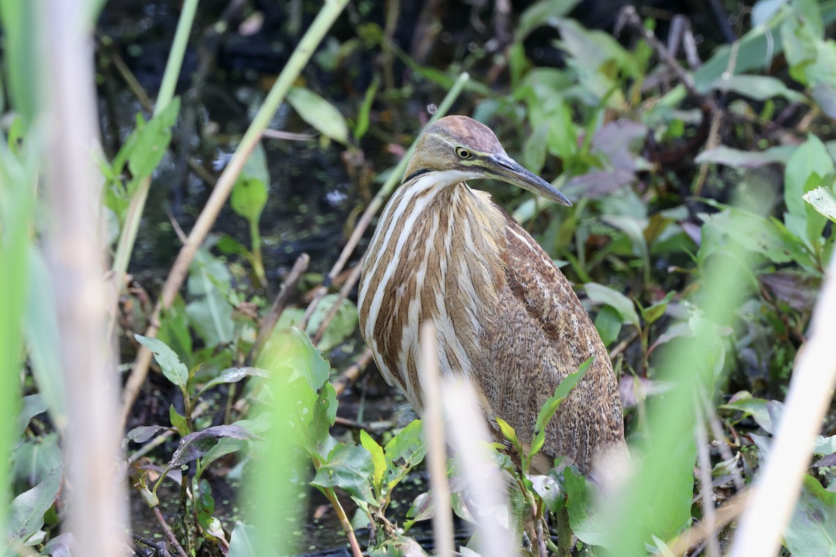 American Bittern - Michael McCloy